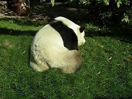  Panda "Bao Bao"