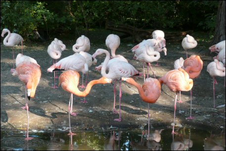 Flamingos