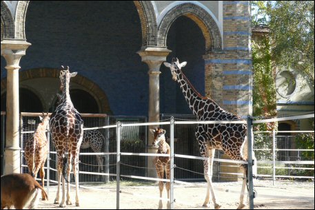 Giraffengehege